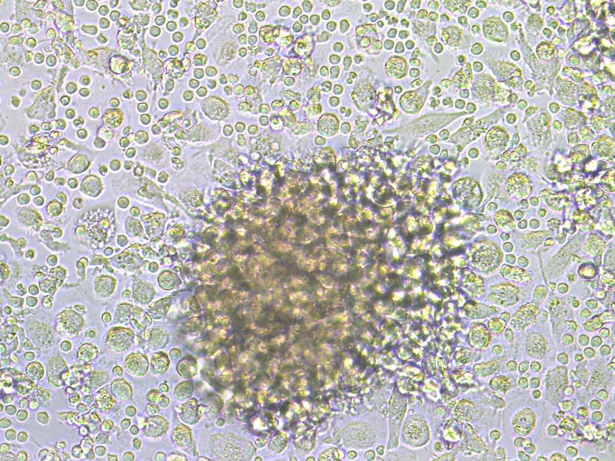 Mycolab research DMM Università di Padova