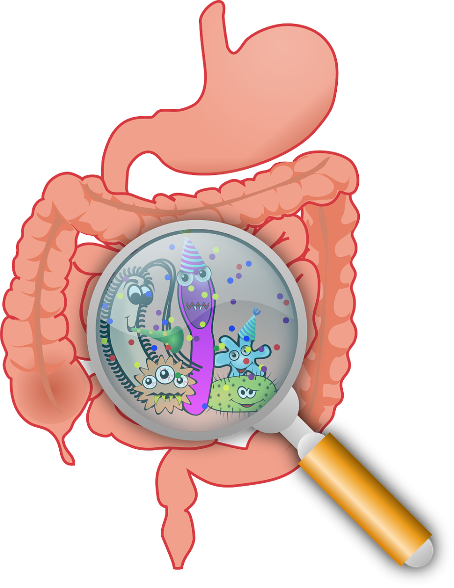 gastrointestinal anatomy