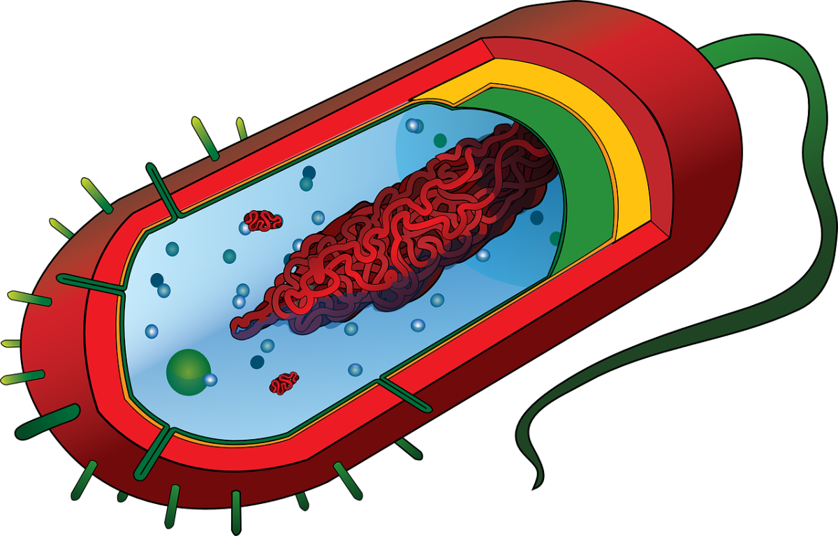 pseudomonas